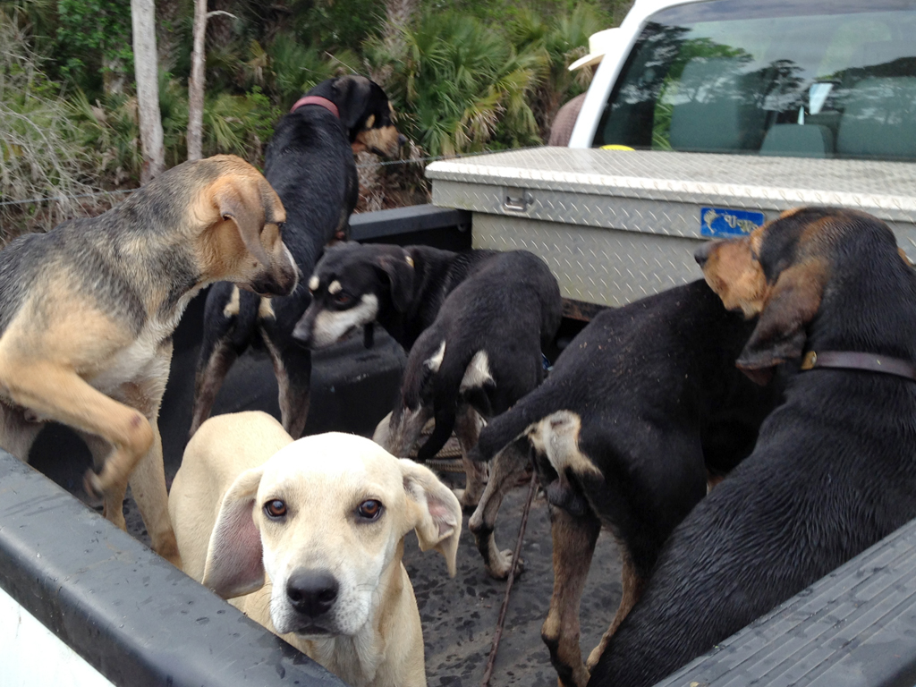 No One Left Behind – Wild Hog Hunts